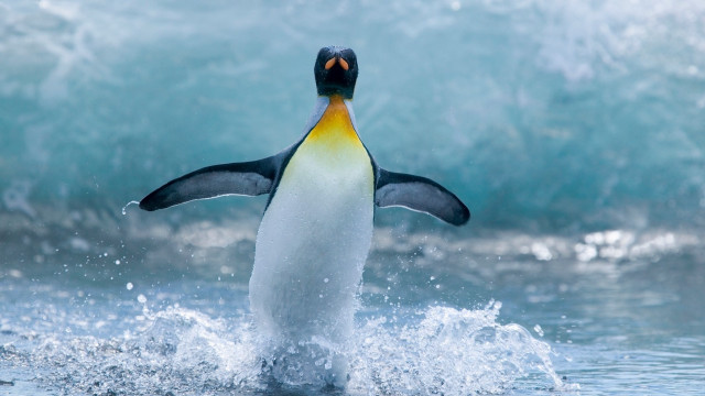 Penguin jumping water ocean waves #2 free wallpaper for desktop - medium preview image