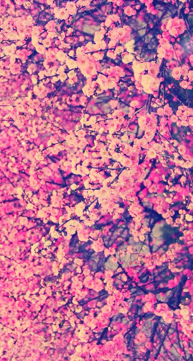 Pink sakura tree blue sky free wallpaper for mobile - medium preview image