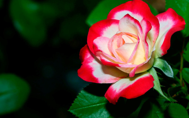 Red white rose green leaves #3 free wallpaper for desktop - medium preview image