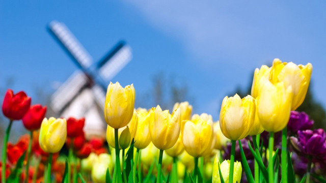 Field flowers windmill blue sky free wallpaper for desktop - medium preview image