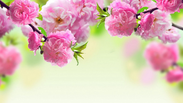 Pink flowers branch green leaves #3 free wallpaper for desktop - medium preview image