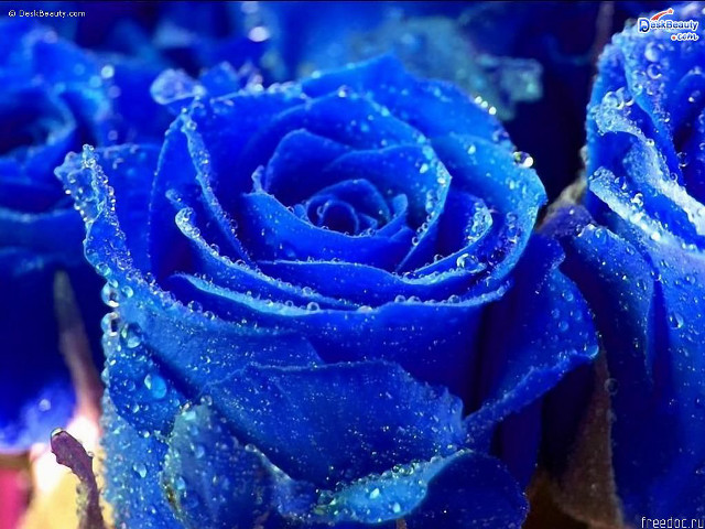 Blue roses water droplets macro #2 free wallpaper for desktop - medium preview image
