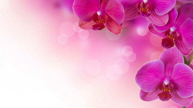 Pink flower white background blurry free wallpaper for desktop - medium preview image