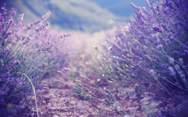 Lavender field blurry mountains hills free wallpaper for desktop - medium preview image