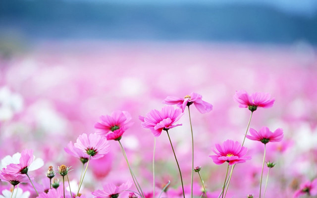 Pink flowers field sky background #2 free wallpaper for desktop - medium preview image
