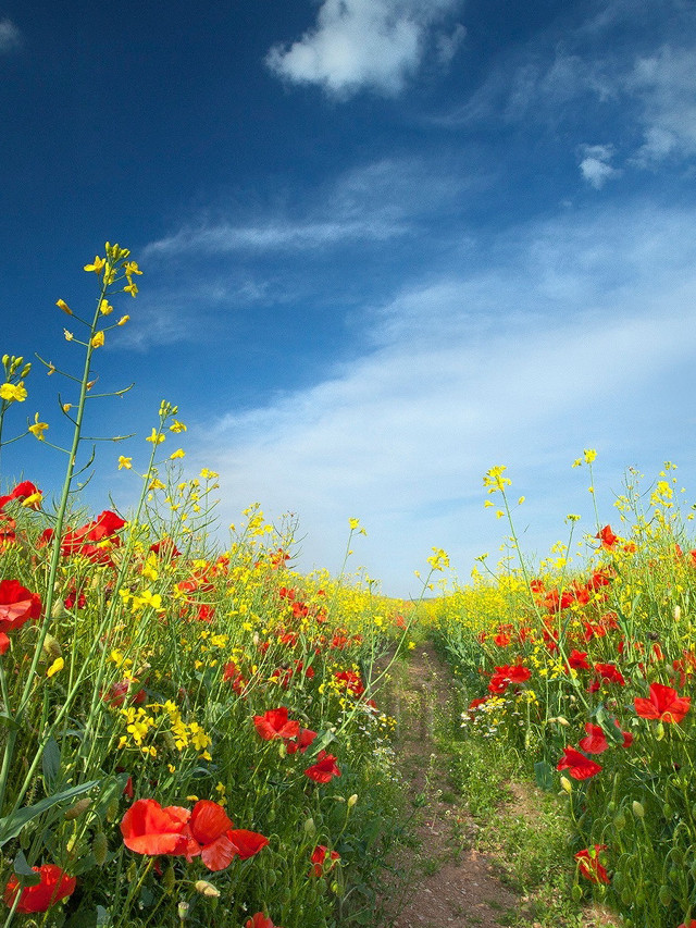 Dirt path field flowers blue free wallpaper for mobile - medium preview image