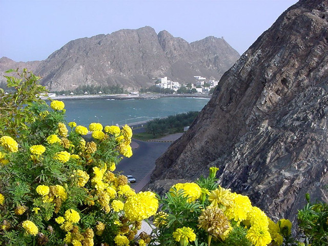 Mountain water yellow flowers hill free wallpaper for desktop - medium preview image