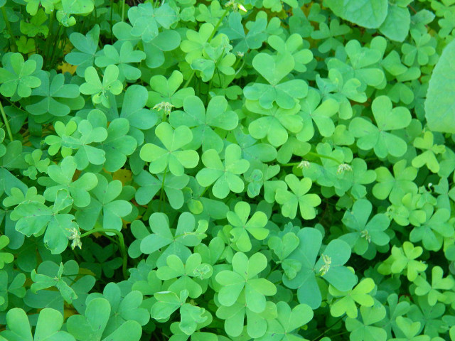 Green leaves field plant vines free wallpaper for desktop - medium preview image