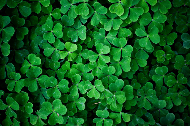Green clovers leaves above view free wallpaper for desktop - medium preview image