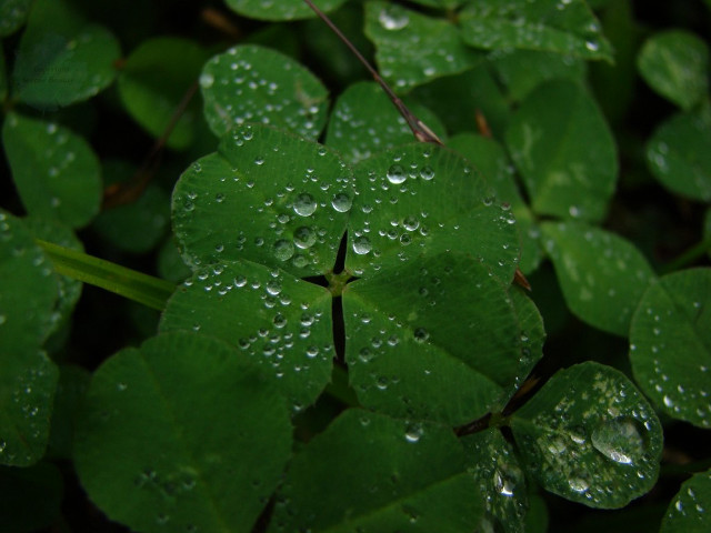 Green leaf water droplets ecological free wallpaper for desktop - medium preview image