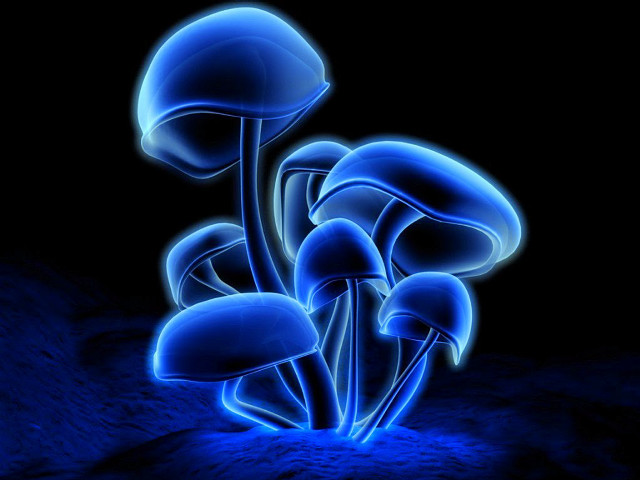 Blue mushrooms dark background blue #4 free wallpaper for desktop - medium preview image