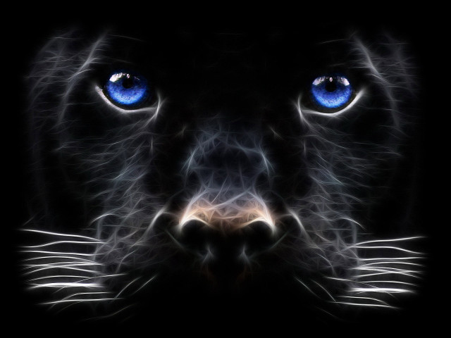 Black cat blue eyes night #3 free wallpaper for desktop - medium preview image