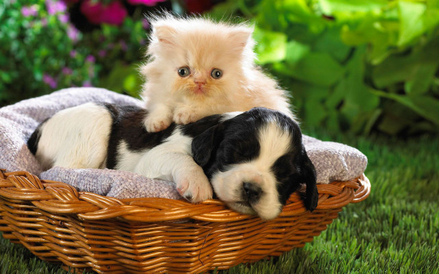 Kitten puppy basket grass sunlight free wallpaper for desktop - medium preview image
