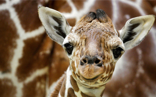 Giraffe closeup brown background white free wallpaper for desktop - medium preview image