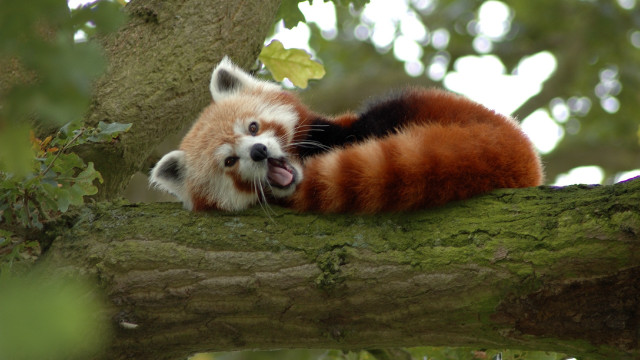 Red panda yawning in tree free wallpaper for desktop - medium preview image