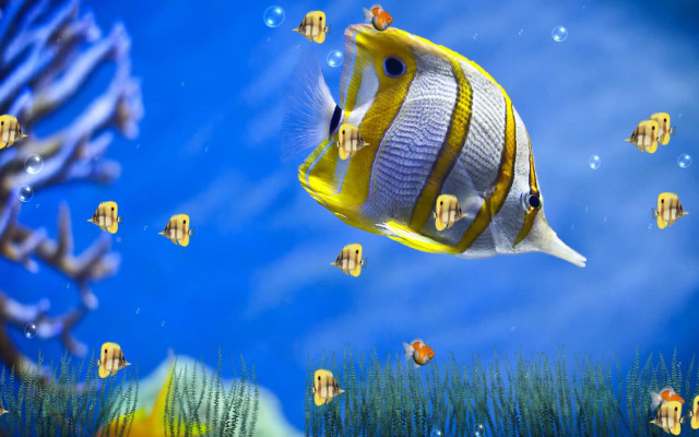 Fish swimming ocean blue sky #7 free wallpaper for desktop - medium preview image