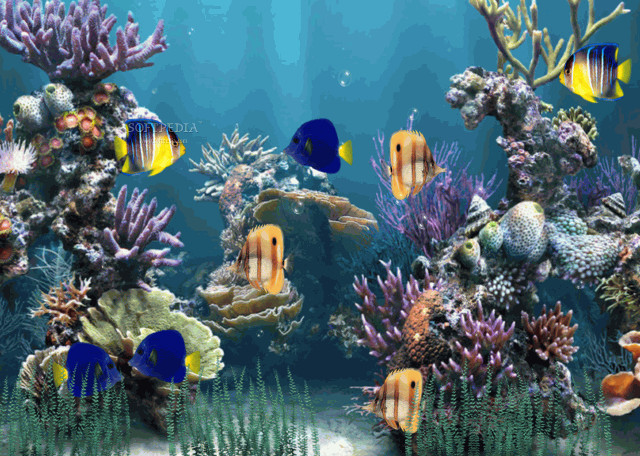 Large aquarium diverse fish vibrant #2 free wallpaper for desktop - medium preview image