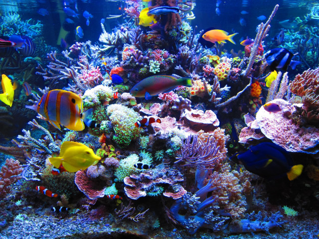 Aquarium colorful fish corals underwater free wallpaper for desktop - medium preview image