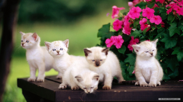 Kittens table flower pot bush #3 free wallpaper for desktop - medium preview image
