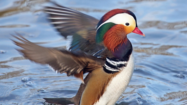 Colorful bird flapping wings lake free wallpaper for desktop - medium preview image