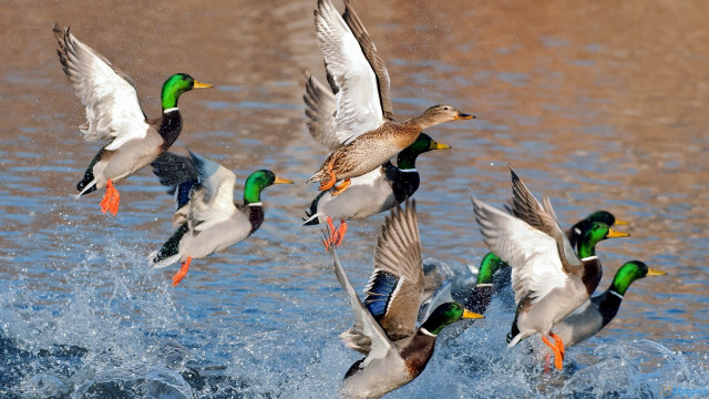Ducks flying water landing wings free wallpaper for desktop - medium preview image