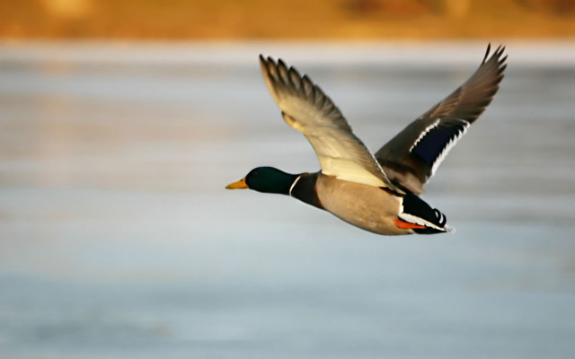Duck flying water tree bird free wallpaper for desktop - medium preview image