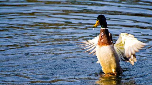 Duck wings spread water side free wallpaper for desktop - medium preview image