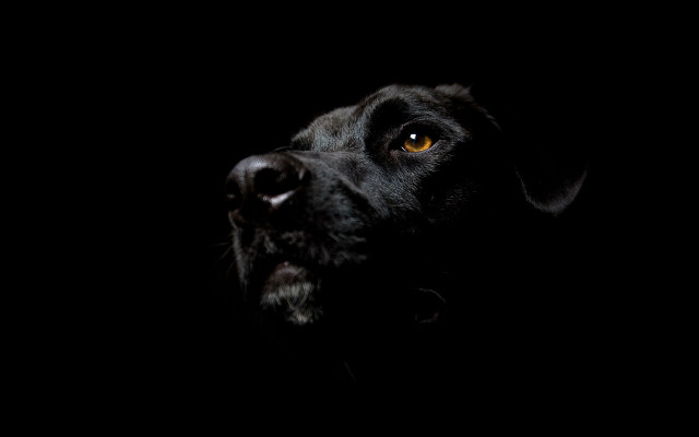Black dog yellow eye looking #3 free wallpaper for desktop - medium preview image