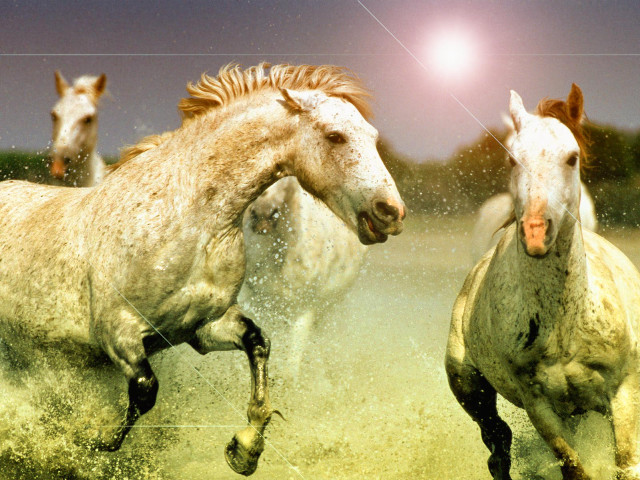 Horses running field night fullmoon free wallpaper for desktop - medium preview image