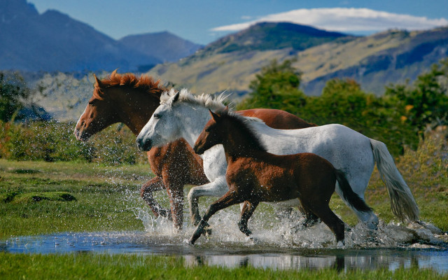 Horses running water mountain trees free wallpaper for desktop - medium preview image