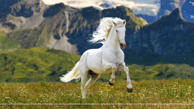 White horse running field mountains free wallpaper for desktop - medium preview image