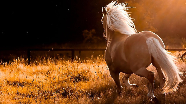 Horse running field grass sunset free wallpaper for desktop - medium preview image