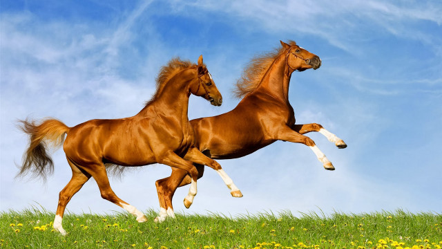 Horses running field flowers sky free wallpaper for desktop - medium preview image