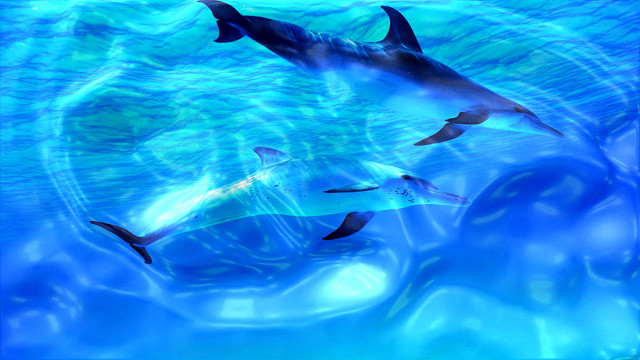 Dolphins swimming ocean bubbles water free wallpaper for desktop - medium preview image