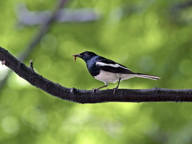 Bird worm branch tree green free wallpaper for desktop - medium preview image