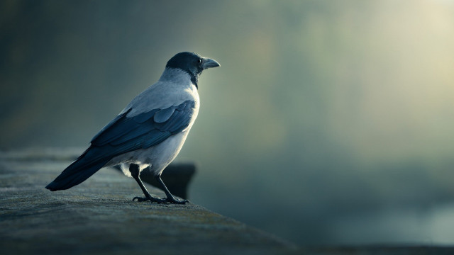 Bird standing on ledge in free wallpaper for desktop - medium preview image