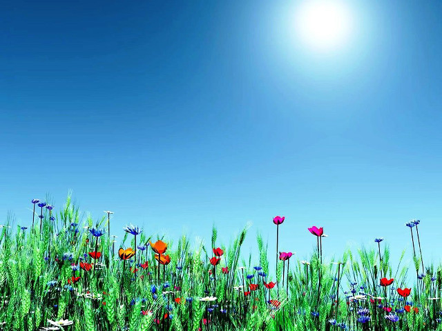 Field flowers grass blue sky #6 free wallpaper for desktop - medium preview image