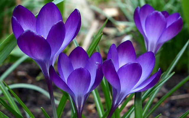 Purple flower group grass sunny free wallpaper for desktop - medium preview image