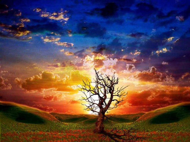 Tree field sunset clouds sky #8 free wallpaper for desktop - medium preview image
