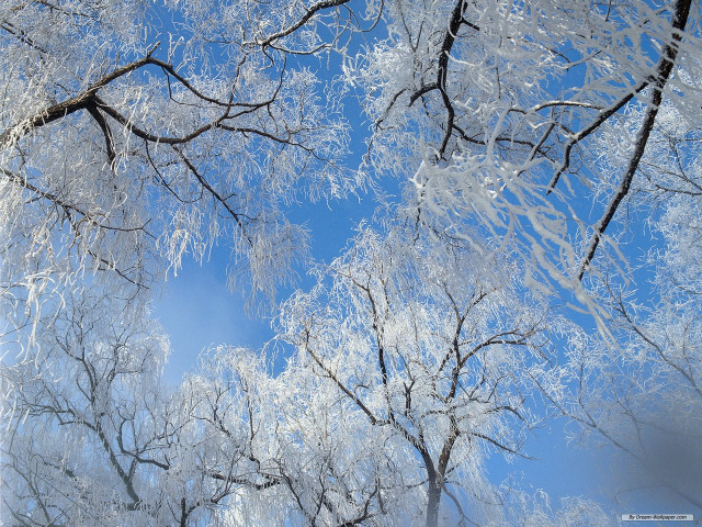 Tree snow blue sky clouds #2 free wallpaper for desktop - medium preview image
