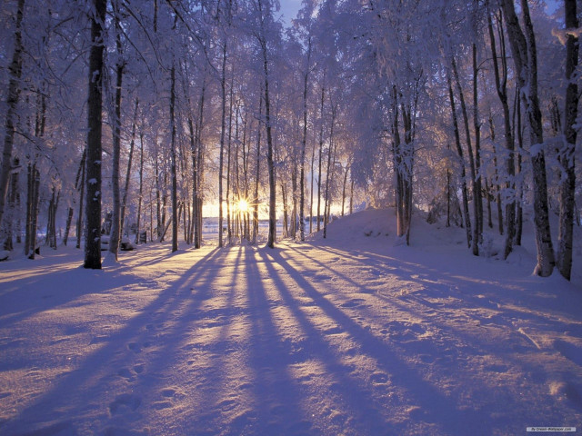 Snowy path forest sunlight trees #7 free wallpaper for desktop - medium preview image
