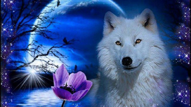 Wolf purple flower fullmoon stars free wallpaper for desktop - medium preview image