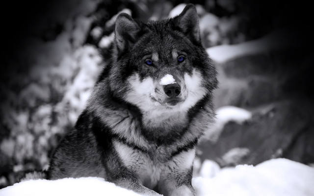 Wolf blue eyes snow camera free wallpaper for desktop - medium preview image