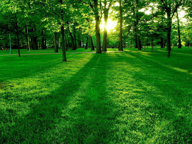 Grassy field trees bench sunshine #2 free wallpaper for desktop - medium preview image