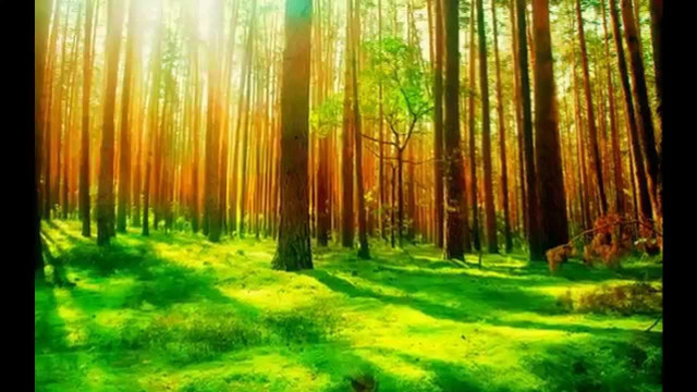 Green forest trees grass sunlight free wallpaper for desktop - medium preview image