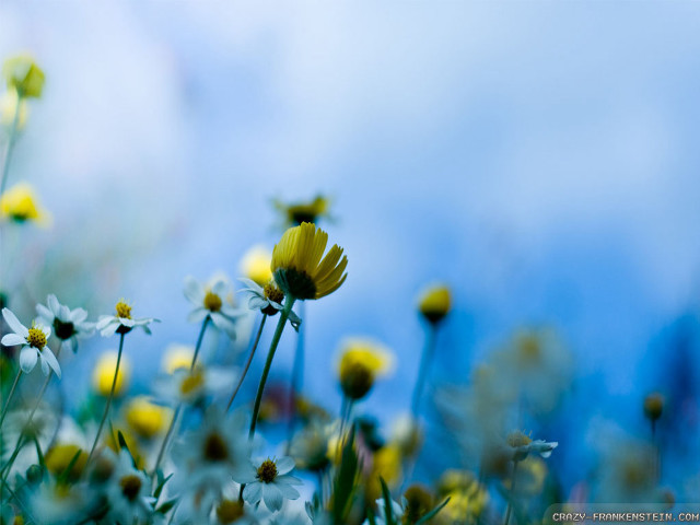 Yellow white flowers blue sky free wallpaper for desktop - medium preview image