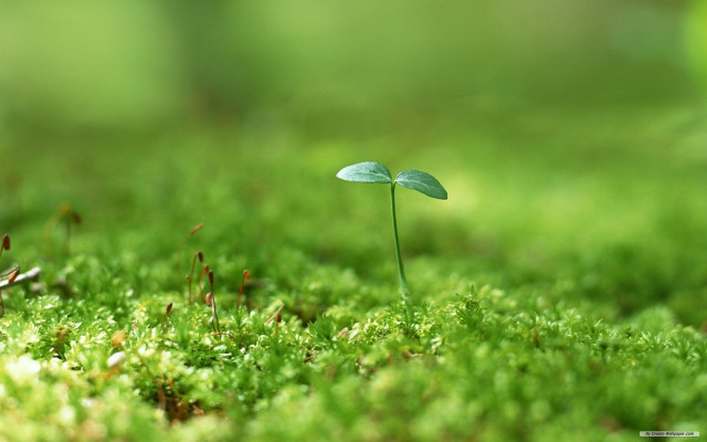 Small plant sprouts moss forest free wallpaper for desktop - medium preview image