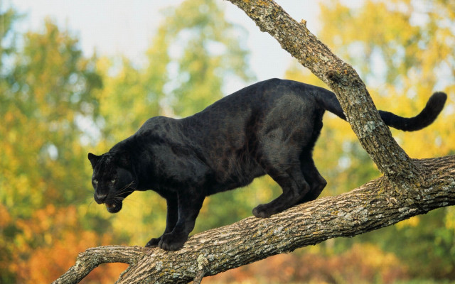 Black cat climbing tree branch free wallpaper for desktop - medium preview image