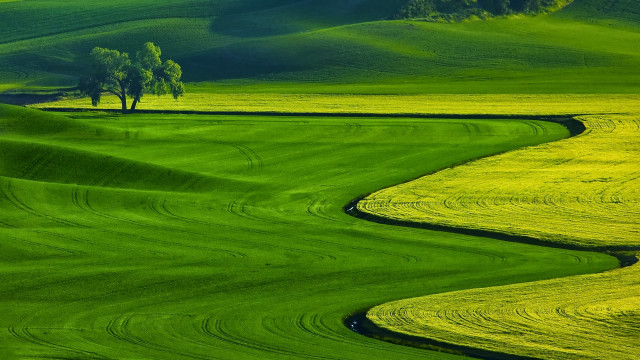 Green field tree hill background #2 free wallpaper for desktop - medium preview image