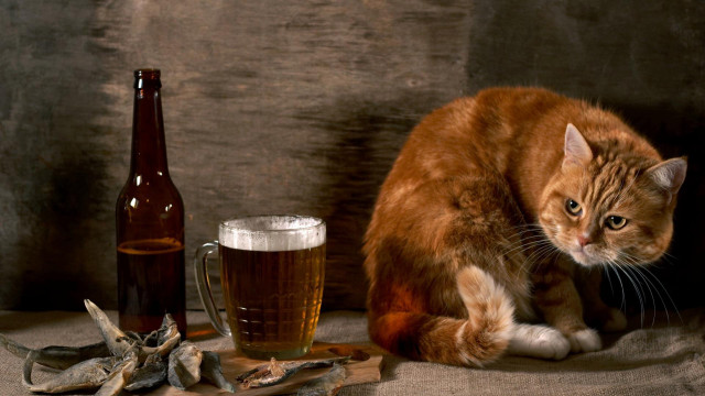 Cat beer table bones drinks free wallpaper for desktop - medium preview image